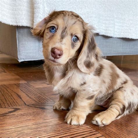 Available Mini Dachshund Puppies for Sale Near Me @ Cheap Prices ...