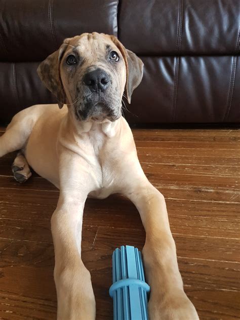 Mastiff Great Dane Puppy 1,000+ Grey Great Dane Puppies Stock Photos,