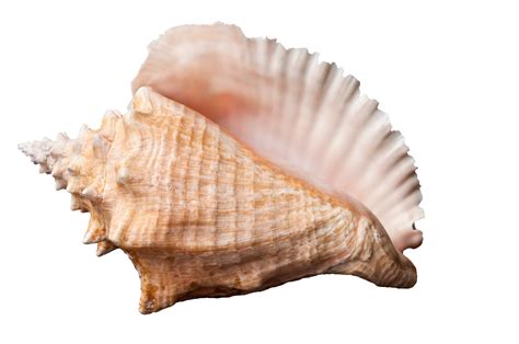 What Does The Conch Symbolize In Lord Of The Flies