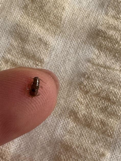 Baby bed bug? : r/Bedbugs