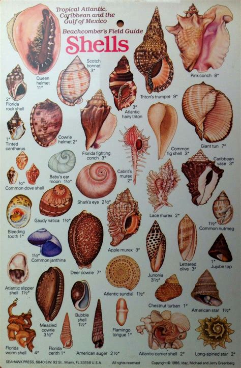 How Are Shells Created at Tyler Ohara blog