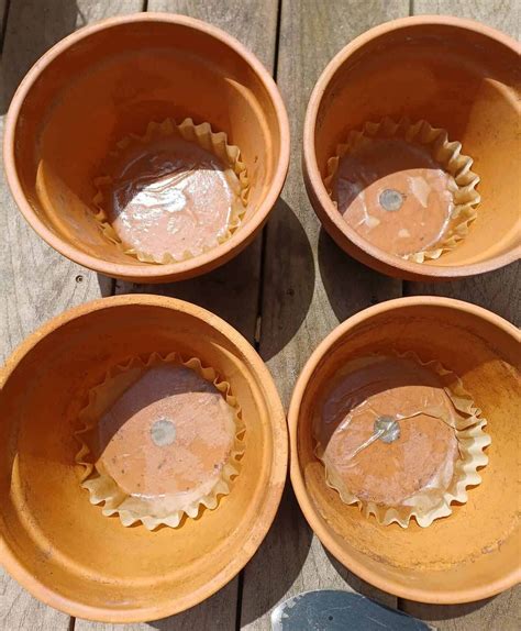 Ultimate Guide to Growing Hibiscus in Pots