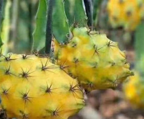 ROOTED Yellow Dragon Fruit Live Plant (Fruta del dragón amarilla) in a ...