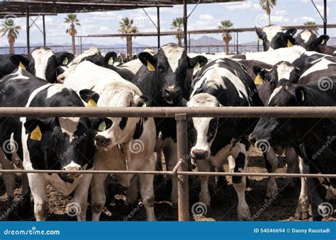 Herd of cattle stock photo. Image of milk, cattle, cows - 54046694