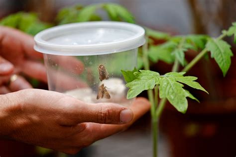 Israeli research finds that when plants talk, insects listen | GMA News Online