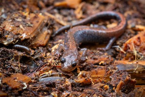 Eastern red-backed salamanders in a changing world - Wildlife ...