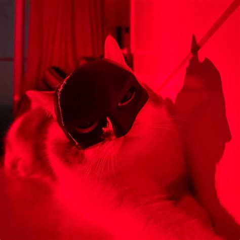 Products - Smart Pet