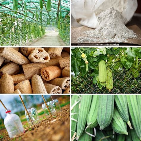 10 Amazing Tips for Growing Loofahs From Seeds - DIY & Crafts