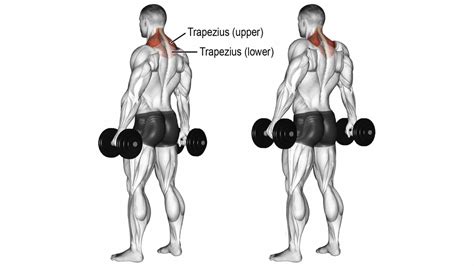 Shrug Exercise: Benefits, Variations, Muscles used, Tips