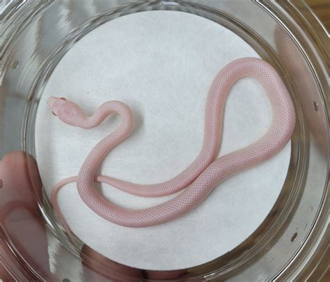 Blizzard Corn Snake by Blackheart Reptiles - MorphMarket