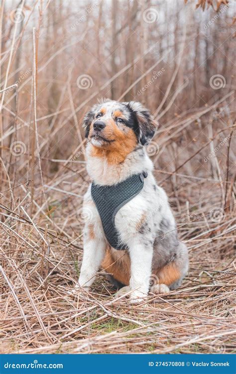 Unique Portrait of an Australian Shepherd Puppy Who Expresses His ...