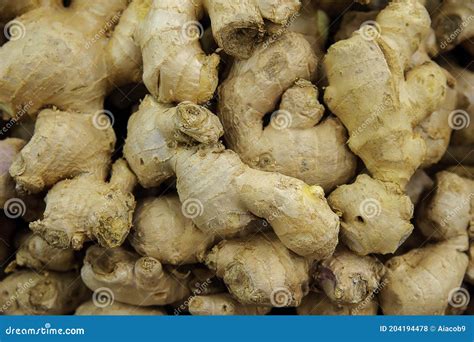 Ginger Plant Underground Stem at Gilbert Strothers blog