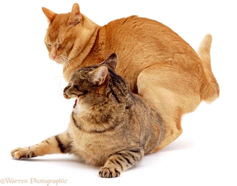 Male Cats Mating