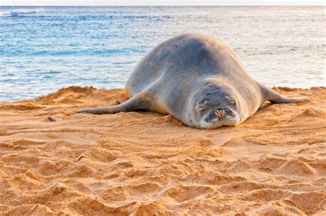 15 Fascinating Fun Facts About Hawaii You Will Love - The Planet D