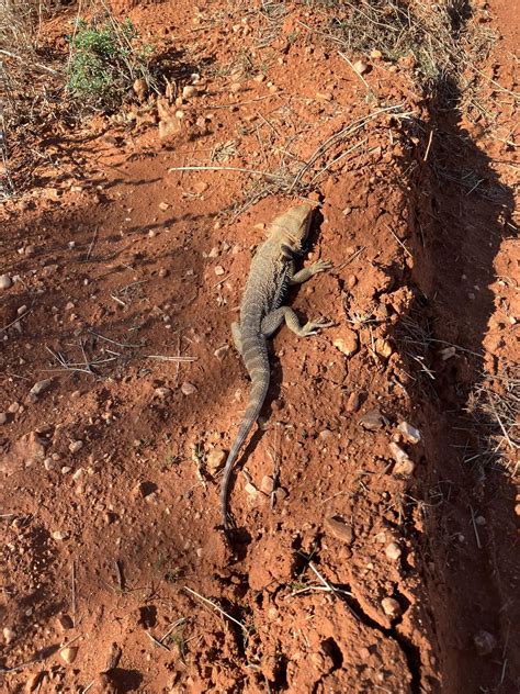 Beautiful wild bearded dragon. : r/Lizards