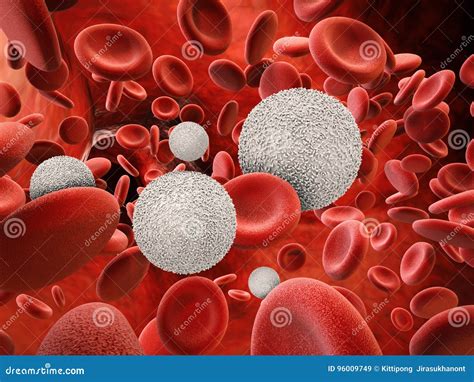 Globulos Brancos E Vermelhos - FDPLEARN