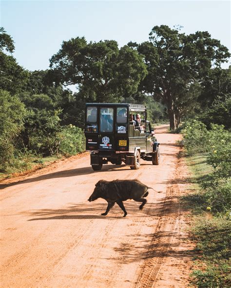 The Ultimate Guide to Visiting Yala National Park, Sri Lanka ...