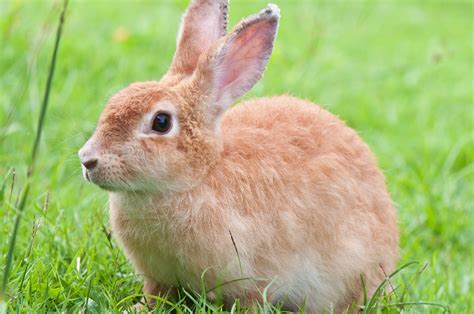 Color Light Brown Rabbits