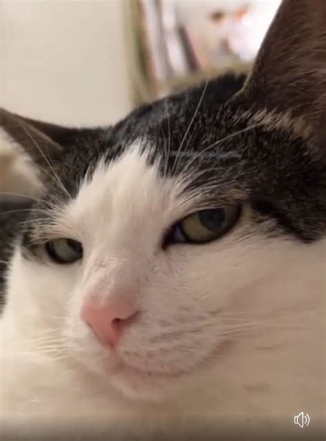 Pin de Moh . en pinshis michis en 2025 | Fotografías divertidas de ...