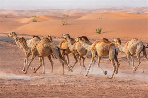 Are Camels Faster Than Horses? - A-Z Animals
