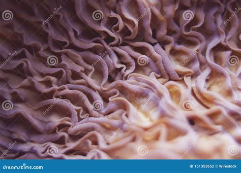 Macro View of the Gills of a Mushroom Stock Photo - Image of fruiting ...