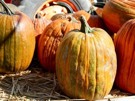Inflation Affecting 2022 Pumpkin Prices In Chatham | Chatham, NJ Patch