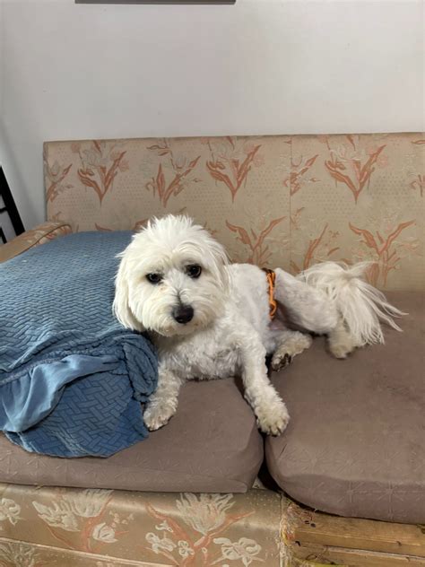 One year old Coton De Tulear dog | America's Pet Registry