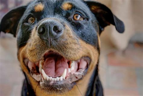 Pitbull Rottweiler Cross