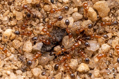 红火蚁 Solenopsis invicta – IISDW