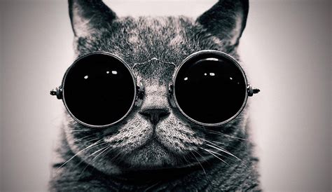 Cat With Glasses