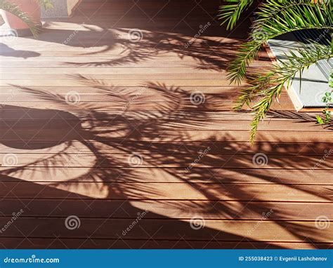 Palm Tree Casts a Shadow on the Wooden Floor. Wooden Floor on the ...