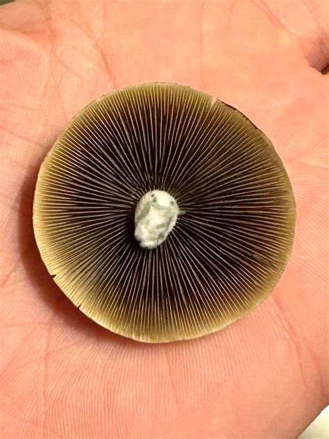 Made my first spore print from these golden teachers I have been ...