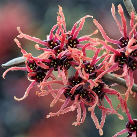 YouGarden Witch Hazel (Hamamelis x Intermedia) 'Ruby Glow' in a 2/3L ...