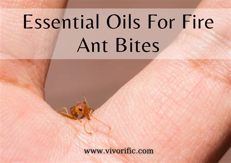 Essential Oils For Fire Ant Bites