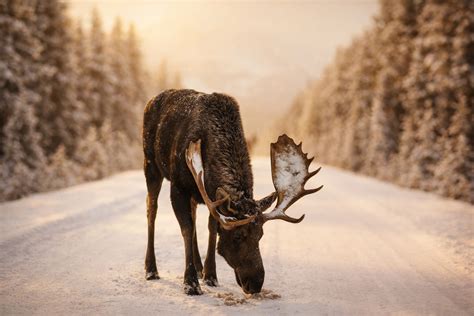 Alaska State Symbols | Bird, Flower, Flag & More