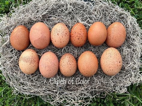 Welsummer Hatching Eggs- Includes shipping – ClutchOfColor