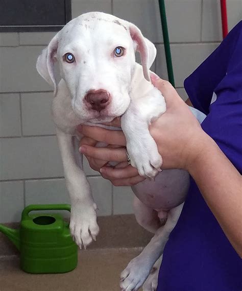 Dashing Dog Rescue | Amazing Transformations Gallery