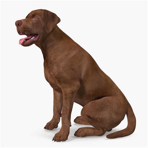Labrador Dog Brown Sitting 3D Model $139 - .3ds .blend .c4d .fbx .max ...