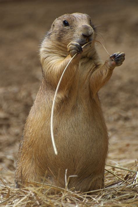 Why Are Utah Prairie Dogs Endangered