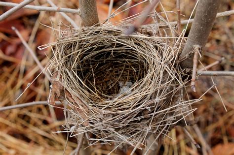 Different Types Of Birds And Their Nests at Herman Stpierre blog