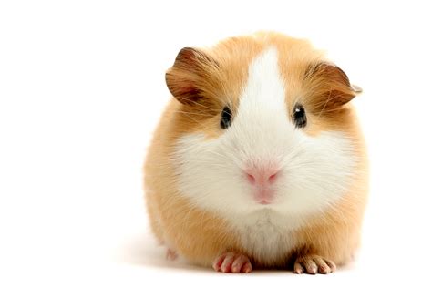 Download Animal Guinea Pig HD Wallpaper