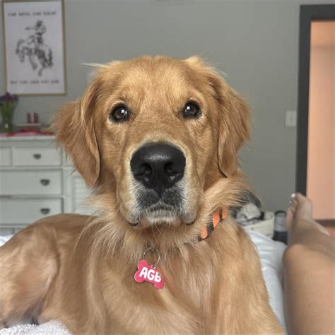 Home Page - Adopt a Golden Birmingham