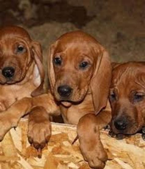 Redbone Coonhound Dog Breed Information, Images, Characteristics, Health