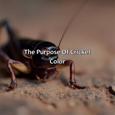 What Color Are Crickets - colorscombo.com