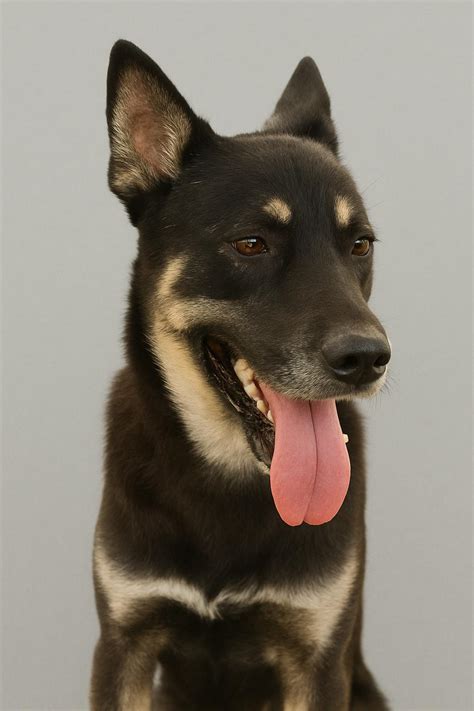 Dog for adoption - Bruno, a Finnish Lapphund Mix in Kennebunkport, ME ...