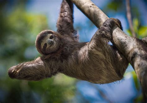 Yes, Sloths Can Swim! 6 Interesting Facts About These Surprisingly ...