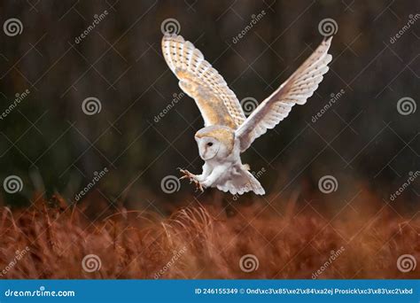 Barn Owl (tyto Alba) Royalty-Free Stock Photography | CartoonDealer.com ...