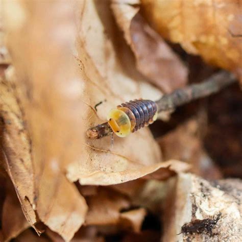 Rubber Ducky Isopods (Cubaris sp.) 6 Count | Cute & Quirky
