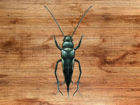 Black Cricket Spiritual Meaning & Symbolism (Good Luck!) - What Spiritual