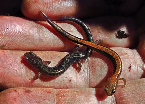 Red Backed Salamander